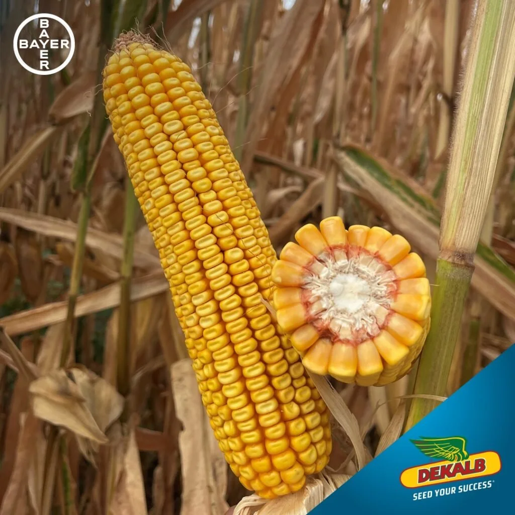 Dekalb DKC 6625