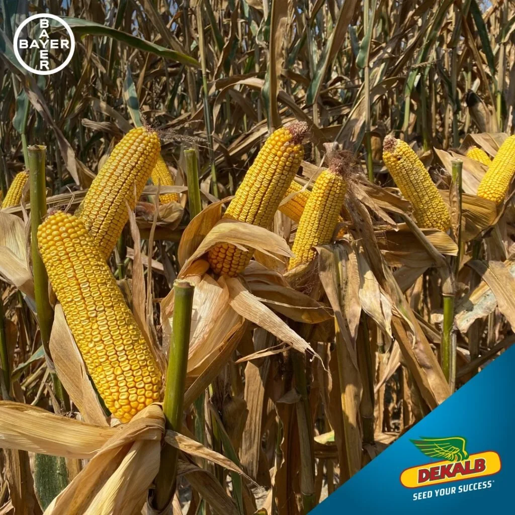 Dekalb DKC 5810