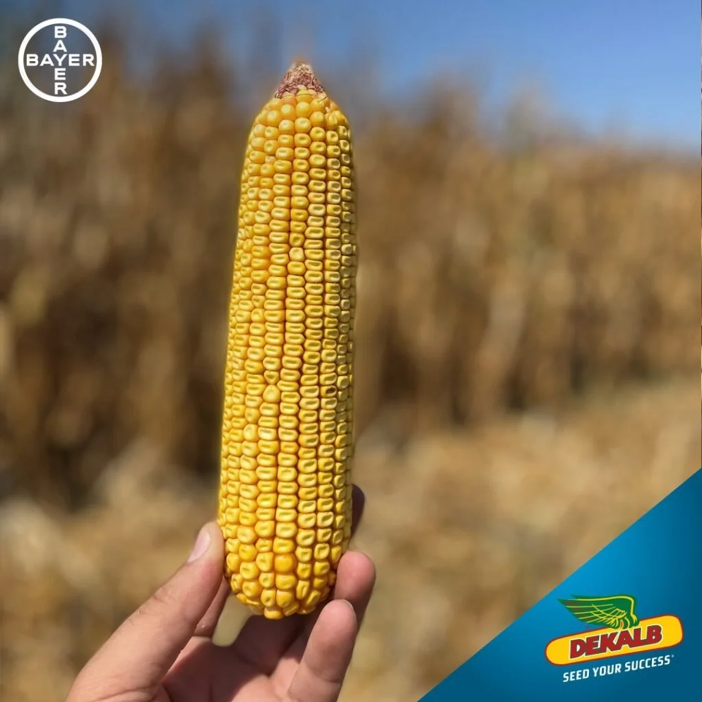 Dekalb DKC 6664