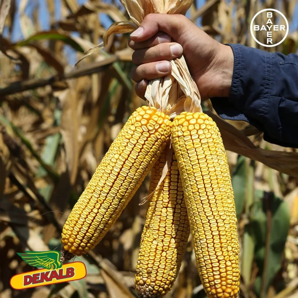 Dekalb DKC 6761