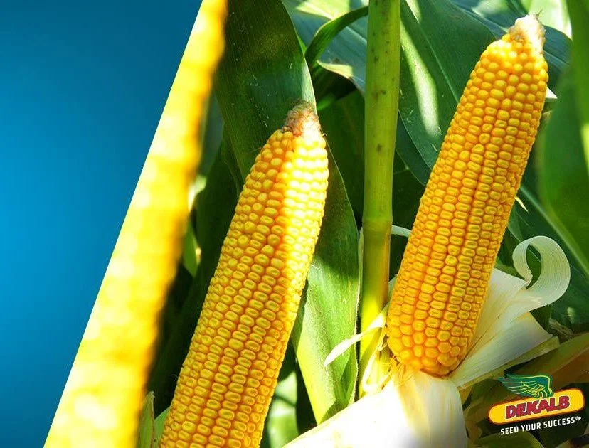 Dekalb DKC 5709