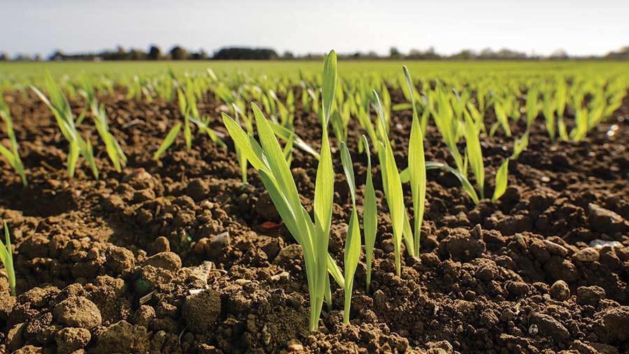 Arpa Toxumu Sinanbey Tam Agro Arpa Toxumu Sinanbey Tam Agro