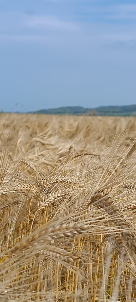 Arpa Toxumu Maxim Tam Agro Arpa Toxumu Maxim Tam Agro