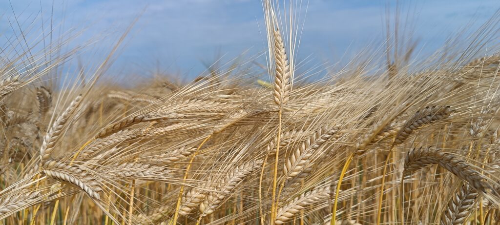 Arpa Toxumu Maxim Tam Agro Arpa Toxumu Maxim Tam Agro