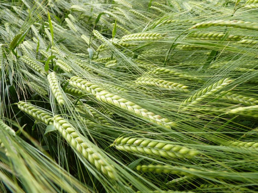 Manava Arpa Toxumu Tam Agro MMC Manava Arpa Toxumu
Tam Agro MMC