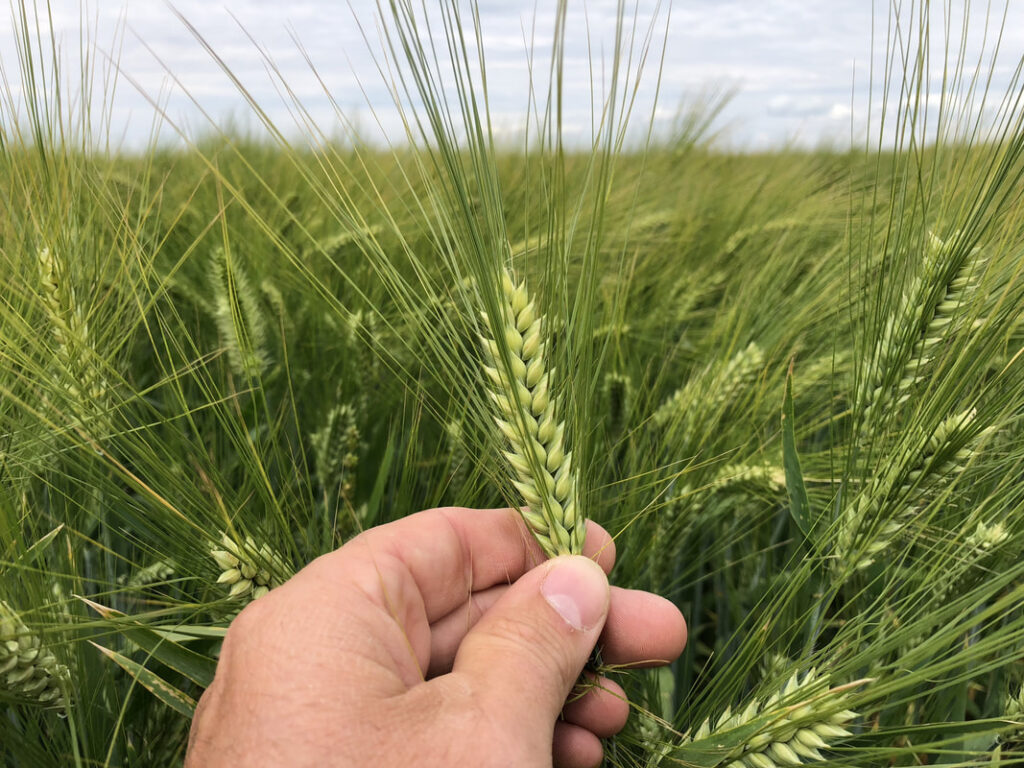 Arpa Toxumu Ramata Tam Agro Arpa Toxumu Ramata Tam Agro