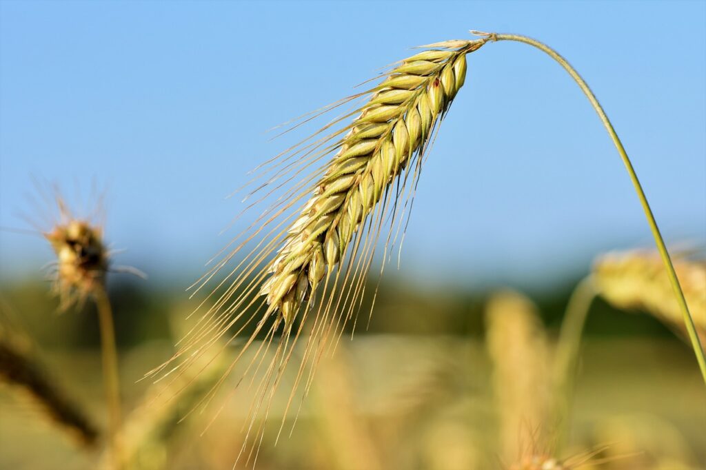 Arpa Toxumu Ramata Tam Agro Arpa Toxumu Ramata Tam Agro
