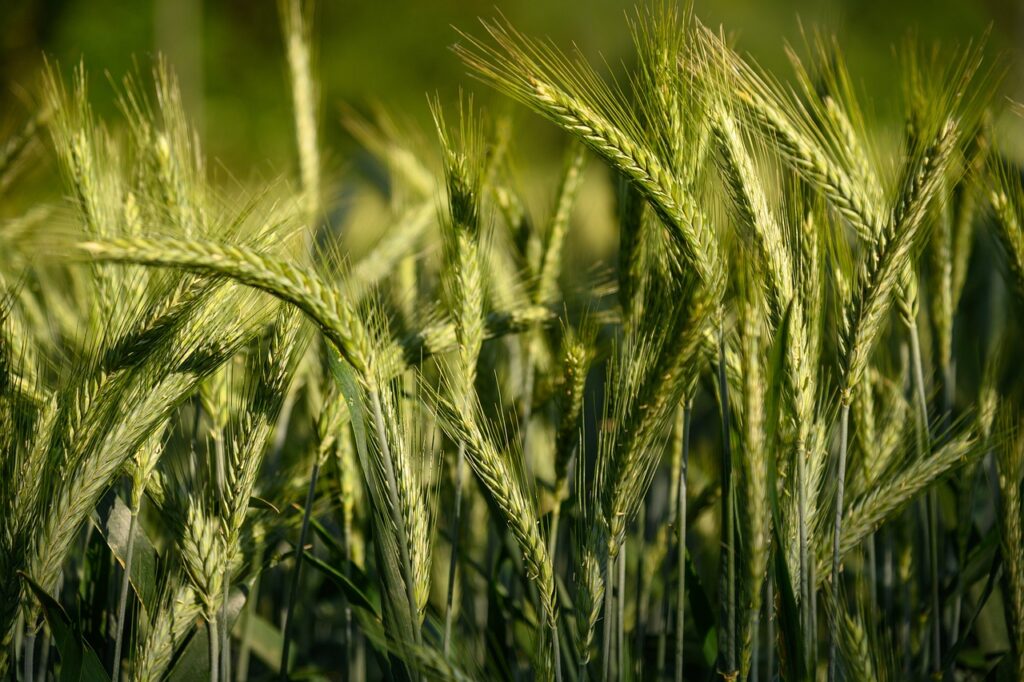 Arpa Toxumu Ramata Tam Agro Arpa Toxumu Ramata Tam Agro