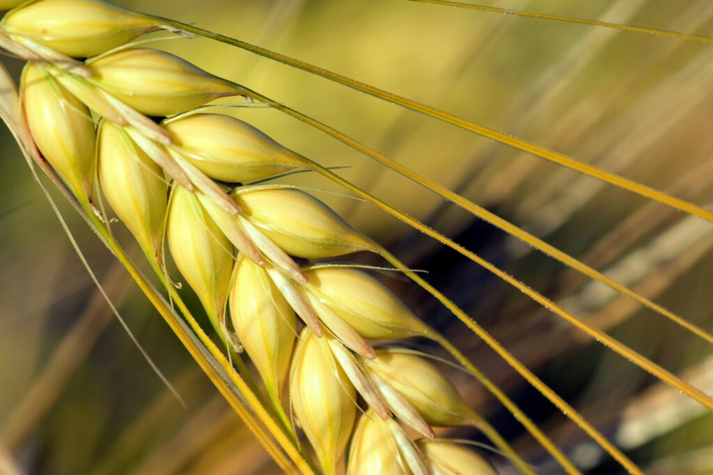 Arpa Toxumu Sinanbey Tam Agro Arpa Toxumu Sinanbey Tam Agro